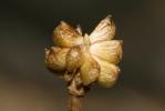 Renoncule graminée, Renoncule à feuilles de gramin Ranunculus gramineus L., 1753