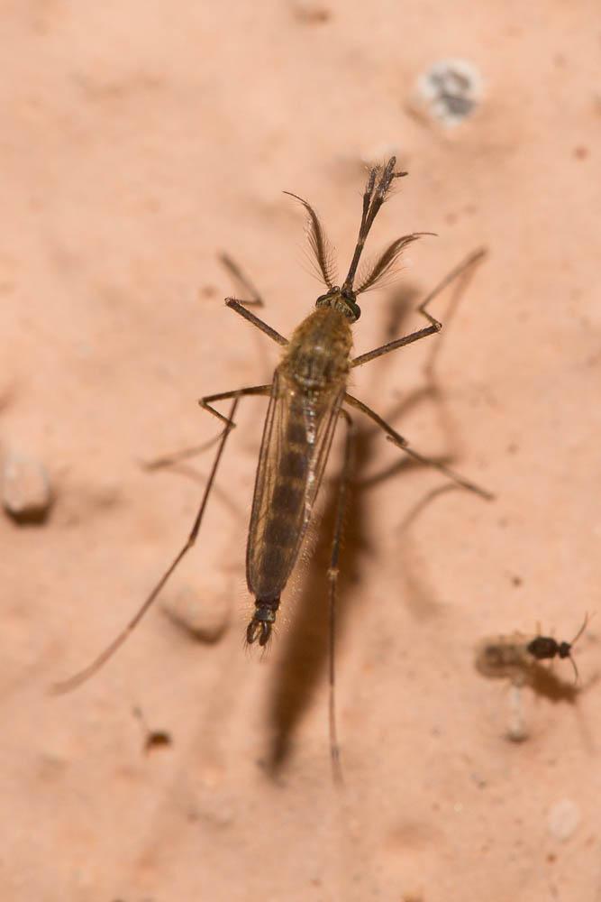 Le  Aedes detritus (Haliday, 1833)