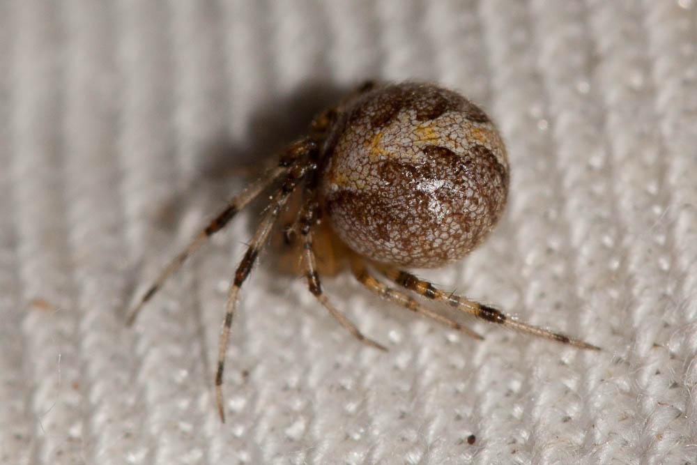 Le  sp. Theridion Walckenaer, 1805 sp.