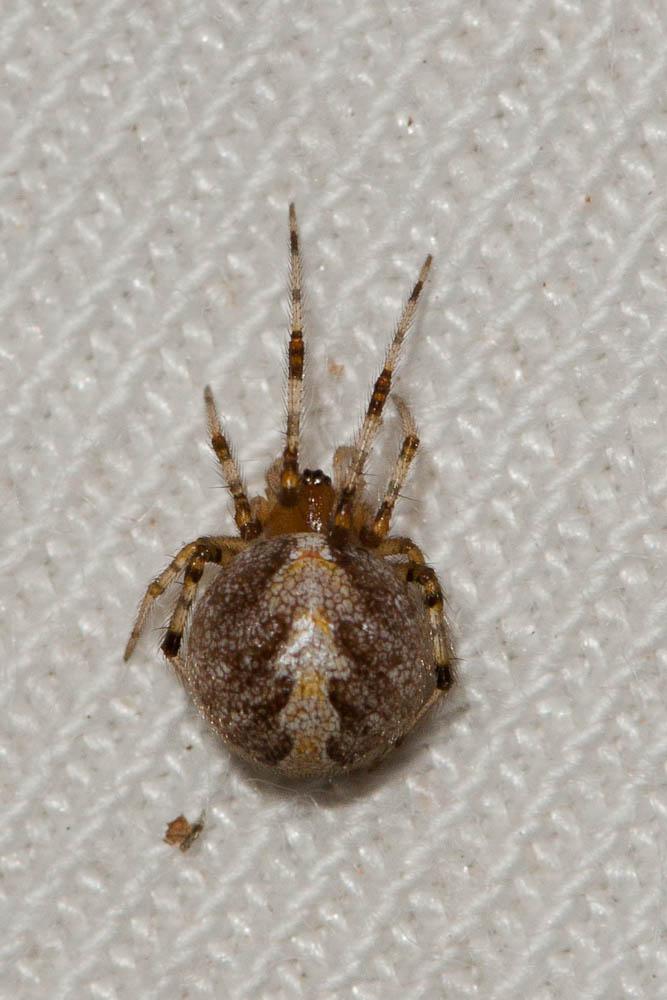 Le  sp. Theridion Walckenaer, 1805 sp.