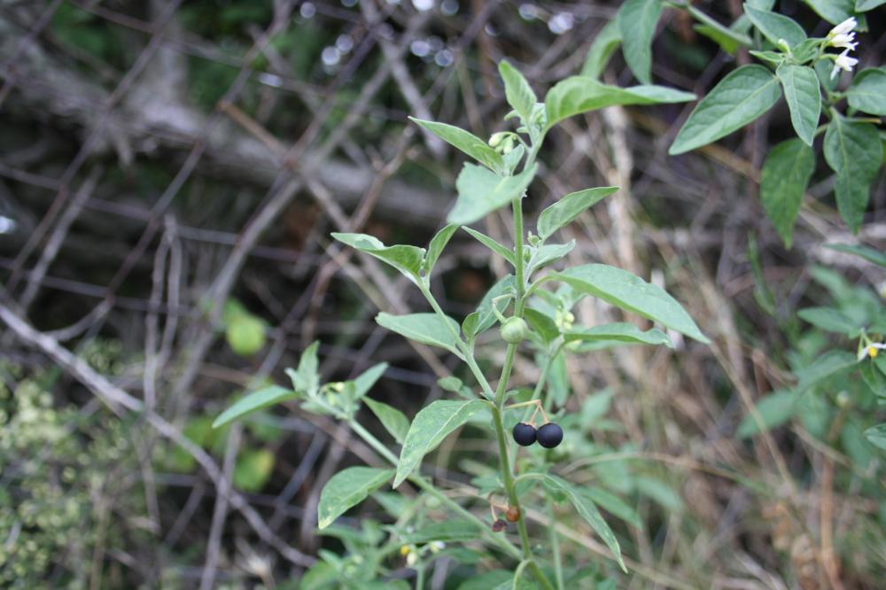 La Morelle faux chénopode, Morelle sublobée Solanum chenopodioides Lam., 1794