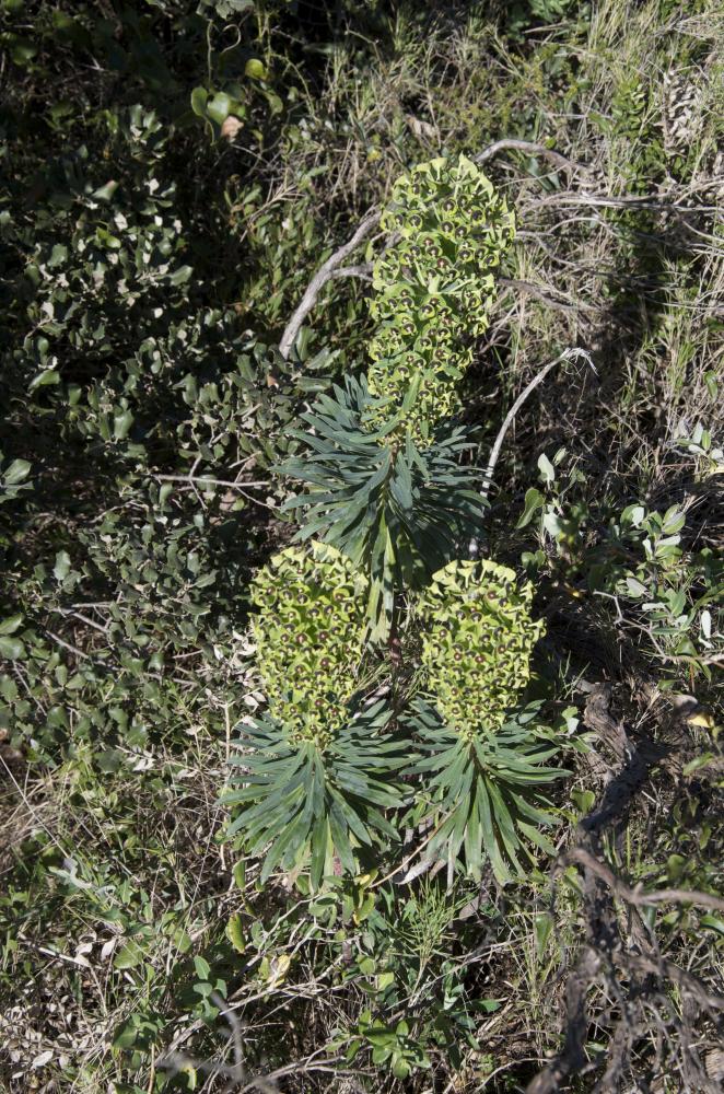Le Euphorbe des vallons Euphorbia characias L., 1753