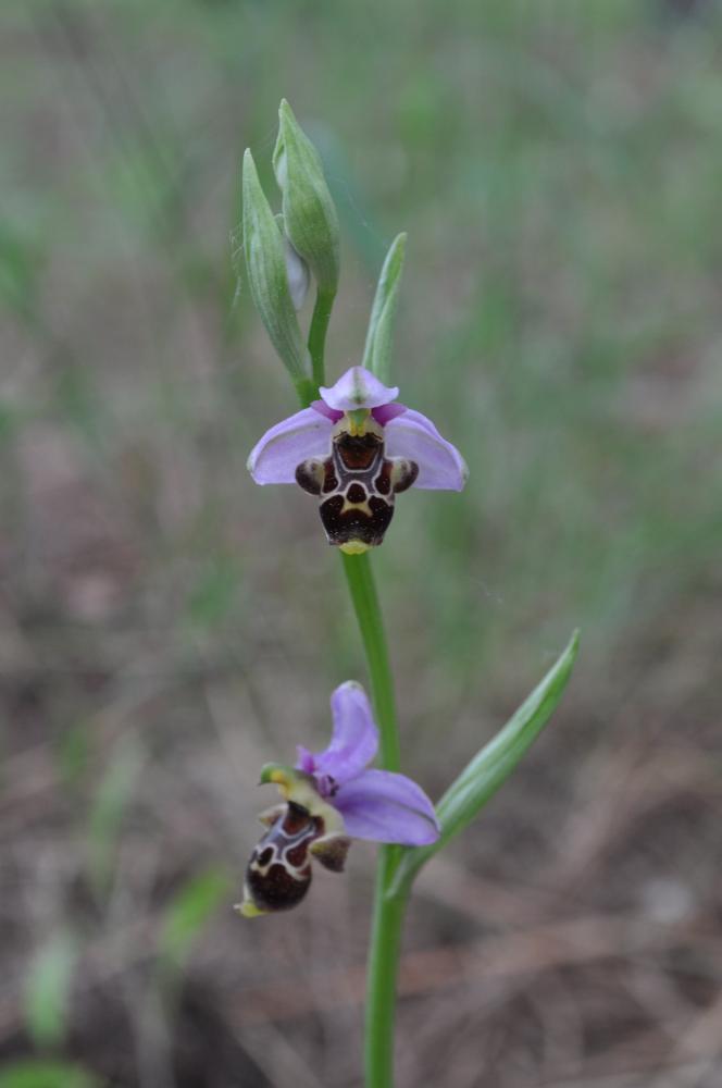 Le Ophrys bécasse Ophrys scolopax Cav., 1793