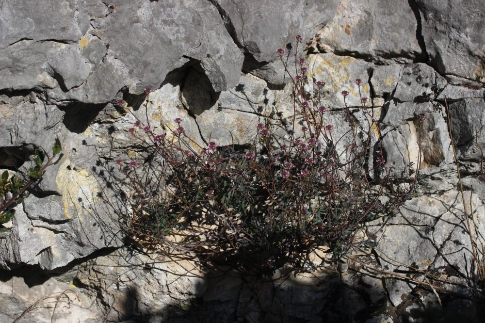 Le Aéthionéma des rochers Aethionema saxatile subsp. saxatile (L.) R.Br., 1812