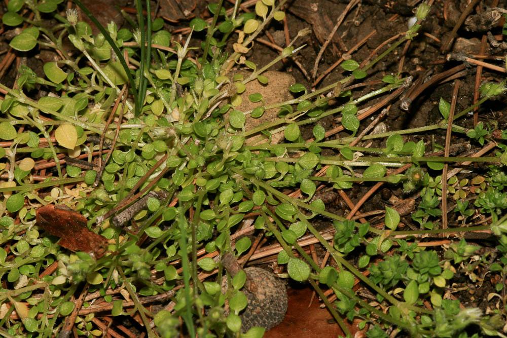 Le Mouron pâle, Stellaire pâle, Stellaire sans pétale Stellaria pallida (Dumort.) Piré, 1863