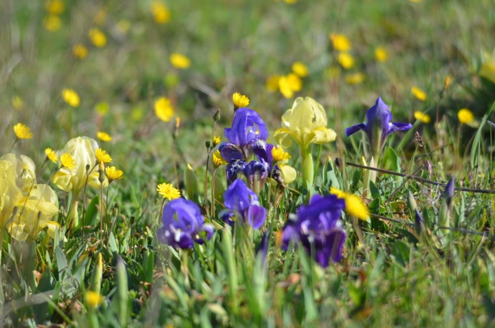 Le Iris nain, Iris jaunâtre Iris lutescens subsp. lutescens Lam., 1789