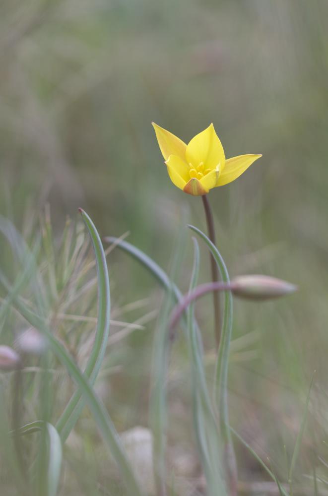 La Tulipe des Alpes, Tulipe du Midi Tulipa sylvestris subsp. australis (Link) Pamp., 1914