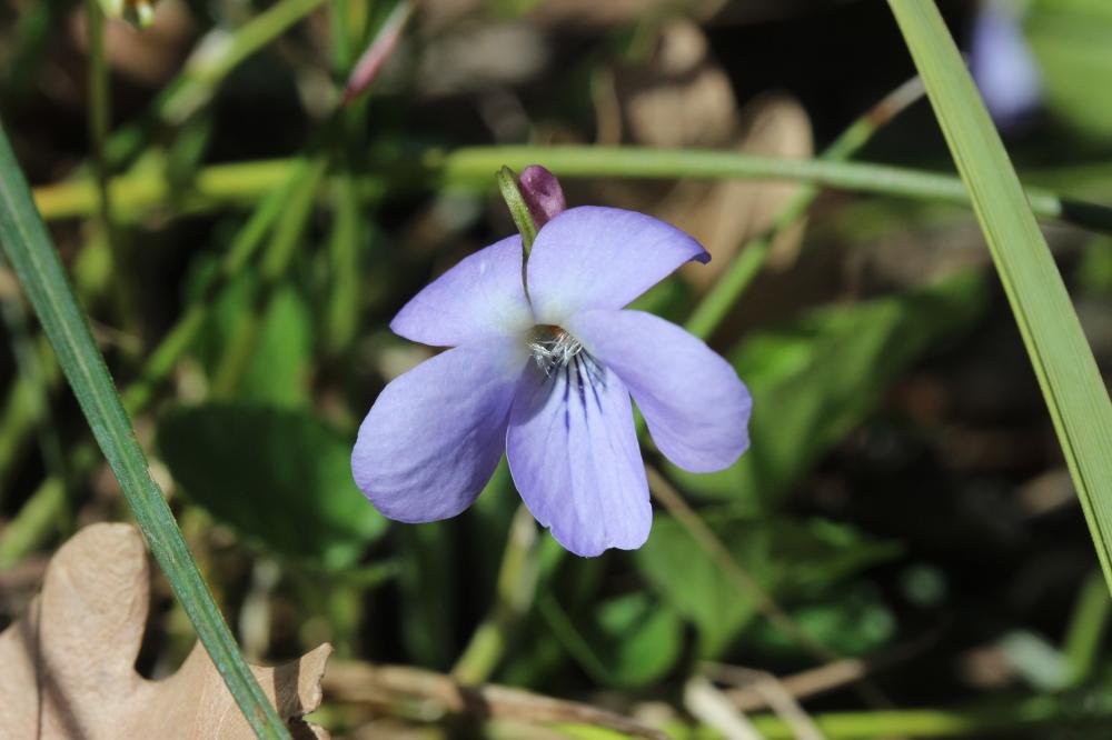 La Violette suave Viola suavis M.Bieb., 1819