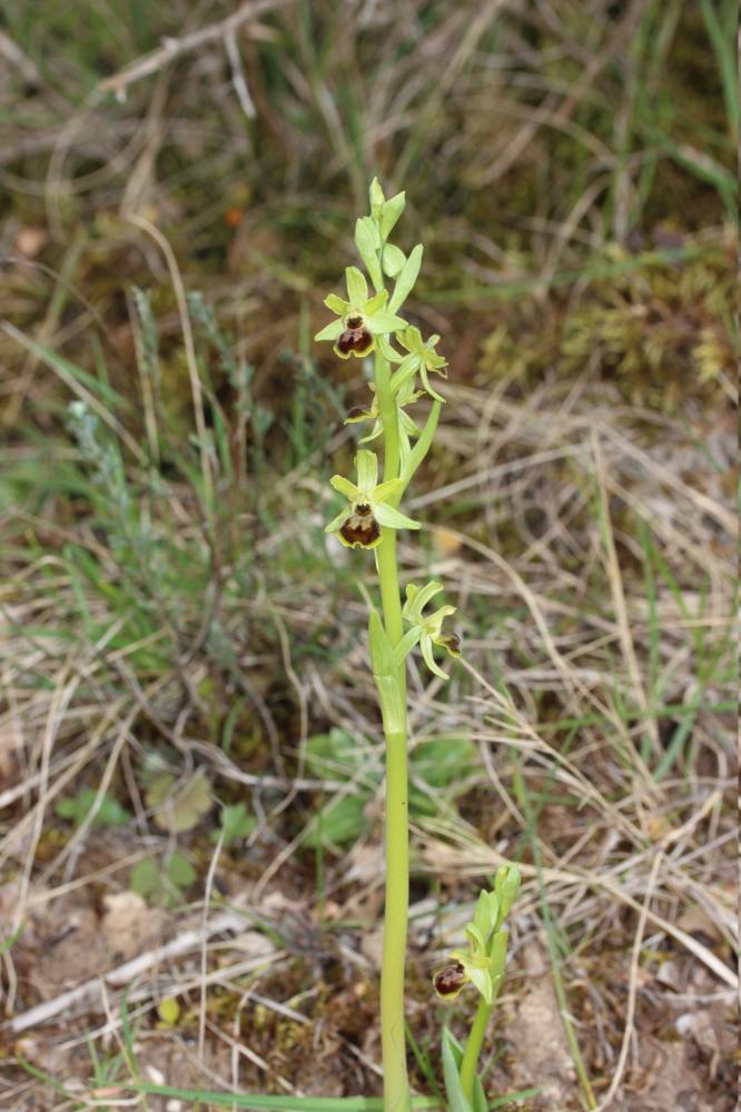 Ophrys verdissant Ophrys virescens Philippe, 1859