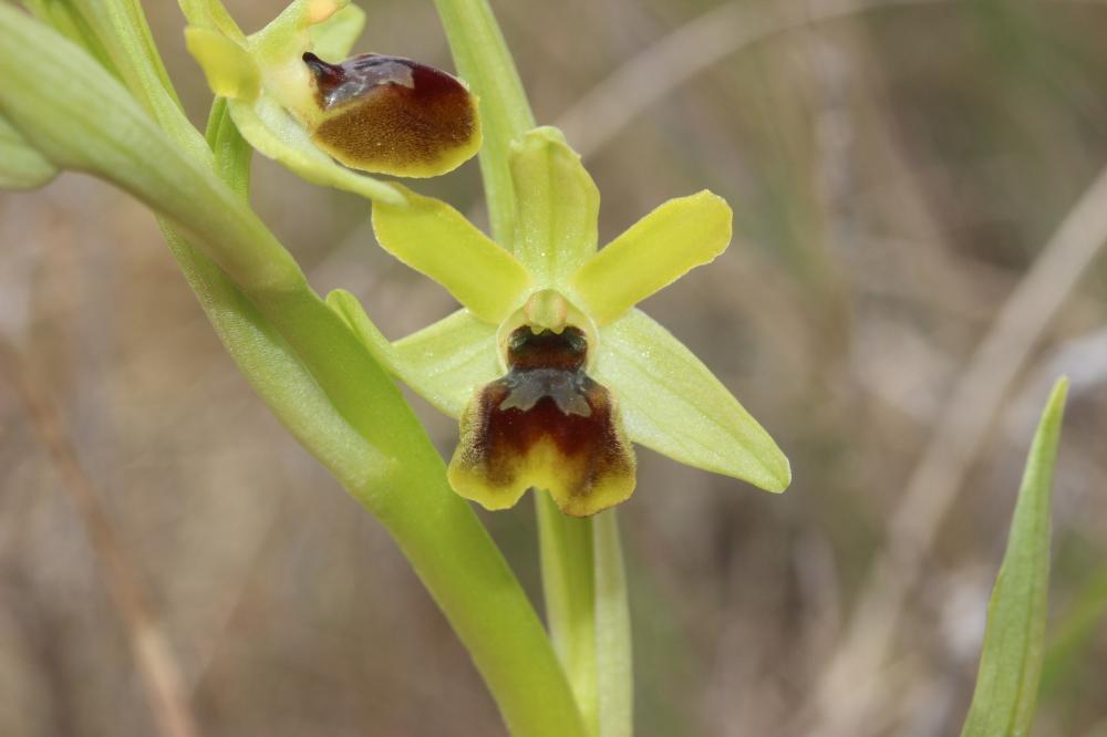 Le Ophrys verdissant Ophrys virescens Philippe, 1859