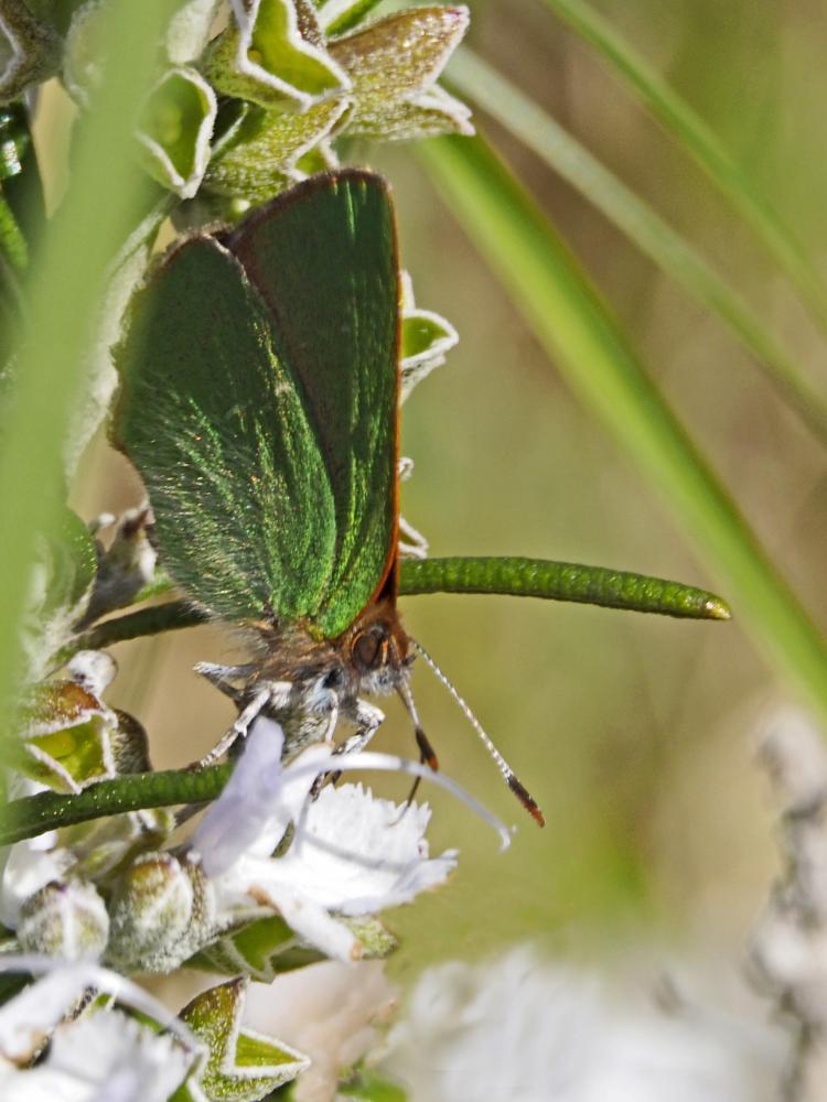 Thécla de l'Arbousier (La) Callophrys avis Chapman, 1909