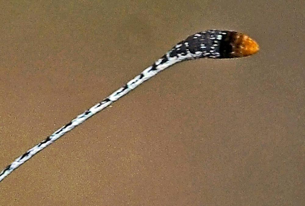 La Piéride du Sainfoin (La), Piéride de Duponchel (La Leptidea duponcheli (Staudinger, 1871)