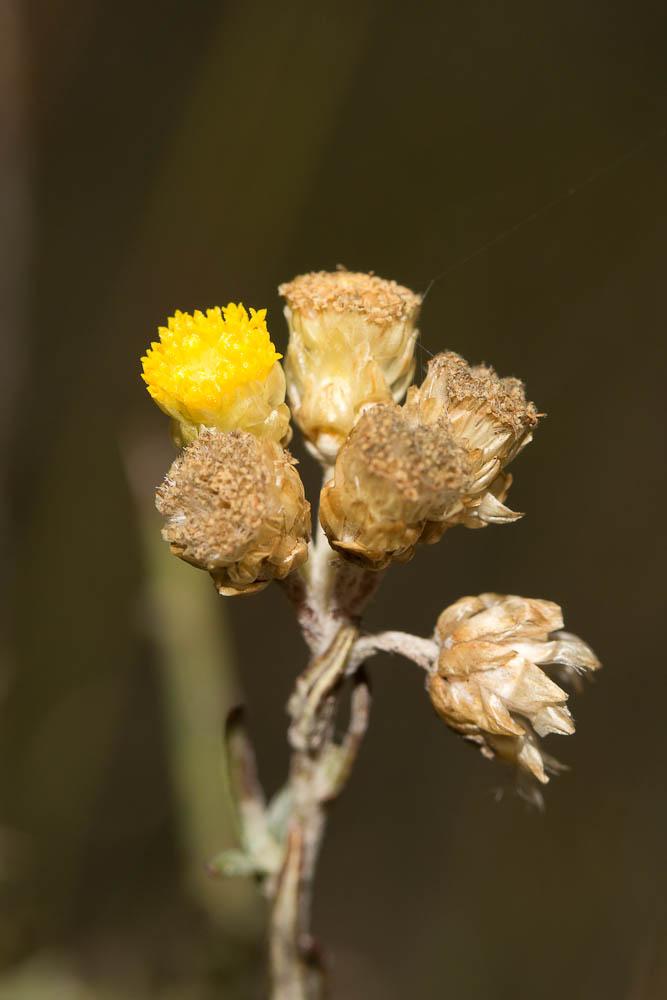 Immortelle des dunes, Immortelle jaune Helichrysum stoechas (L.) Moench, 1794