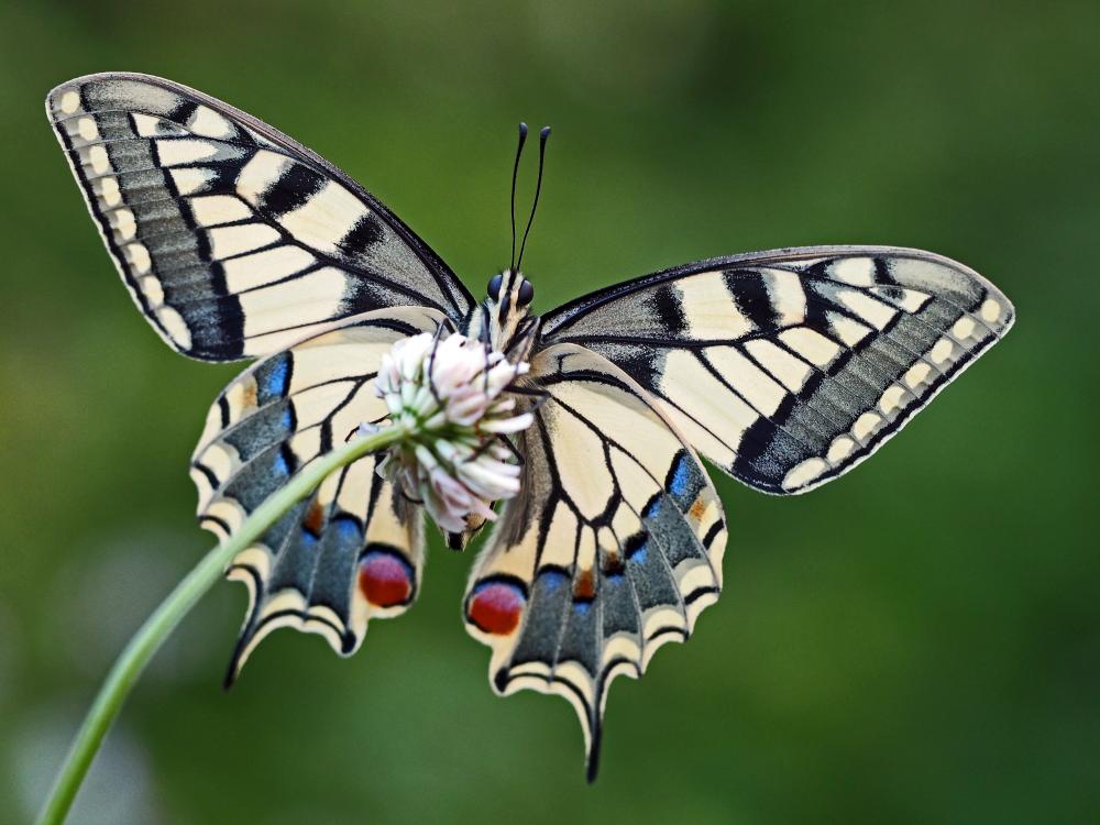 Le Machaon (Le), Grand Porte-Queue (Le) Papilio machaon Linnaeus, 1758