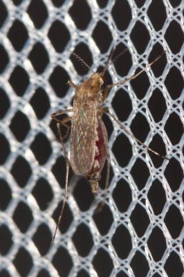 Aedes caspius (Pallas, 1771)