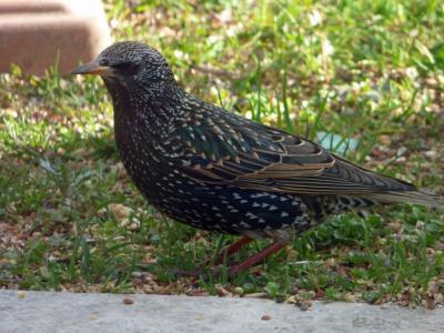 Sturnus vulgaris