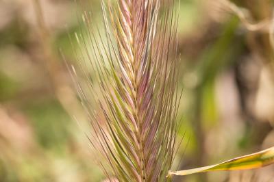 Orge des lièvres Hordeum murinum subsp. leporinum (Link) Arcang., 1882