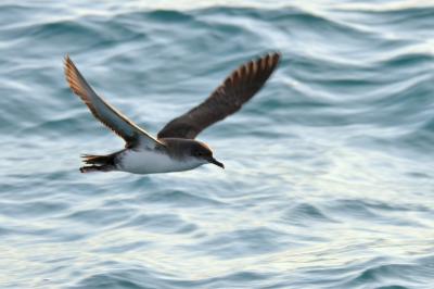 Puffin yelkouan Puffinus yelkouan (Acerbi, 1827)