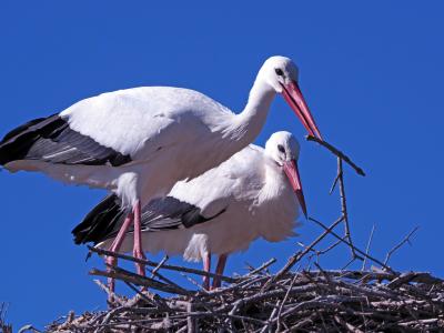 Cigogne blanche Ciconia ciconia (Linnaeus, 1758)