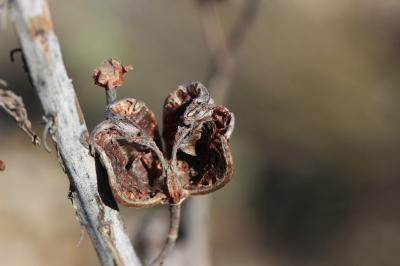 Asphodelus cerasiferus