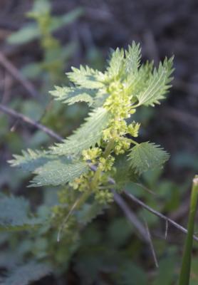 Ortie brulante, Ortie grièche Urtica urens L., 1753