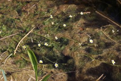 Renoncule de Drouet Ranunculus trichophyllus subsp. trichophyllus Chaix, 1785