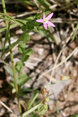 Petite centaurée délicate Centaurium pulchellum (Sw.) Druce, 1898