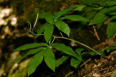 Dentaire pennée Cardamine heptaphylla (Vill.) O.E.Schulz, 1903