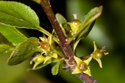 Nerprun des rochers Rhamnus saxatilis Jacq., 1762