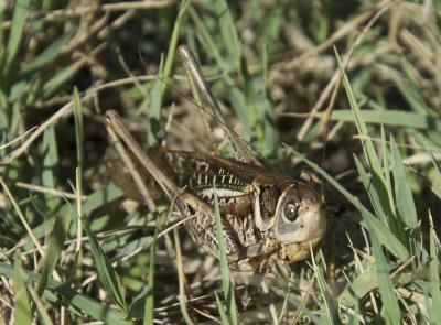 Decticus albifrons