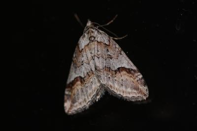 Rousse (La), Chesias oblique (La) Chesias rufata (Fabricius, 1775)