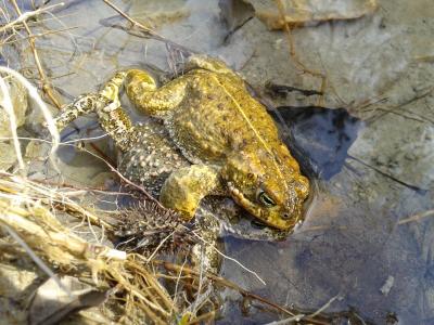 Crapaud calamite Epidalea calamita (Laurenti, 1768)