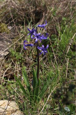 Jacinthe, Muguet bleu Hyacinthus orientalis L., 1753