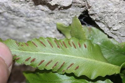 Scolopendre, Scolopendre officinale Asplenium scolopendrium L., 1753