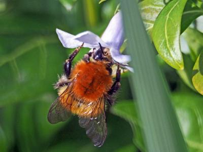 Bombus pascuorum