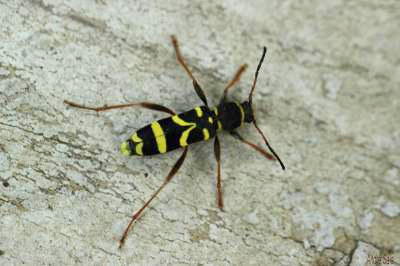 Clyte bélier (Le), Clyte guêpe (Le) Clytus arietis (Linnaeus, 1758)