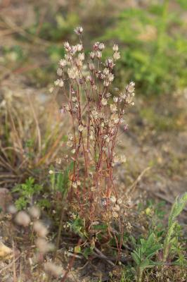 Espargoutte à cinq étamines Spergula pentandra L., 1753