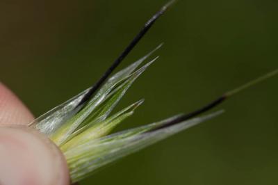 Avoine à grosses graines Avena sterilis L., 1762