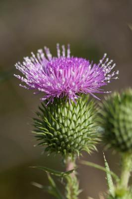 Cirse commun, Cirse à feuilles lancéolées, Cirse l Cirsium vulgare (Savi) Ten., 1838