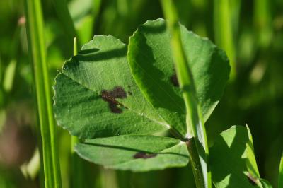 Luzerne tachetée Medicago arabica (L.) Huds., 1762