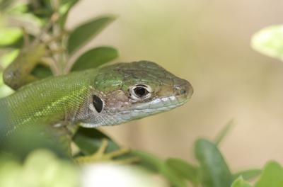 Lézard vert Lacerta bilineata Daudin, 1802