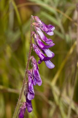 Vesce cracca, Jarosse Vicia cracca L., 1753