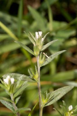  Buglossoides arvensis subsp. arvensis (L.) I.M.Johnst., 1954