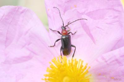  Dinoptera collaris (Linnaeus, 1758)