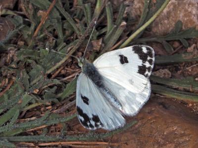 Marbré-de-vert (Le), Piéride du Réséda (La), Marbr Pontia daplidice (Linnaeus, 1758)