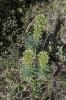 Euphorbe des vallons Euphorbia characias L., 1753