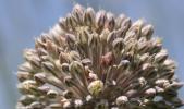 Ail à nombreuses fleurs, Poireau des vignes Allium polyanthum Schult. & Schult.f., 1830
