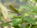 Caloptéryx vierge Calopteryx virgo (Linnaeus, 1758)