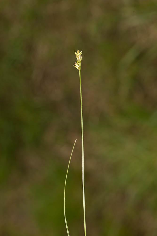 Le  Carex muricata L., 1753