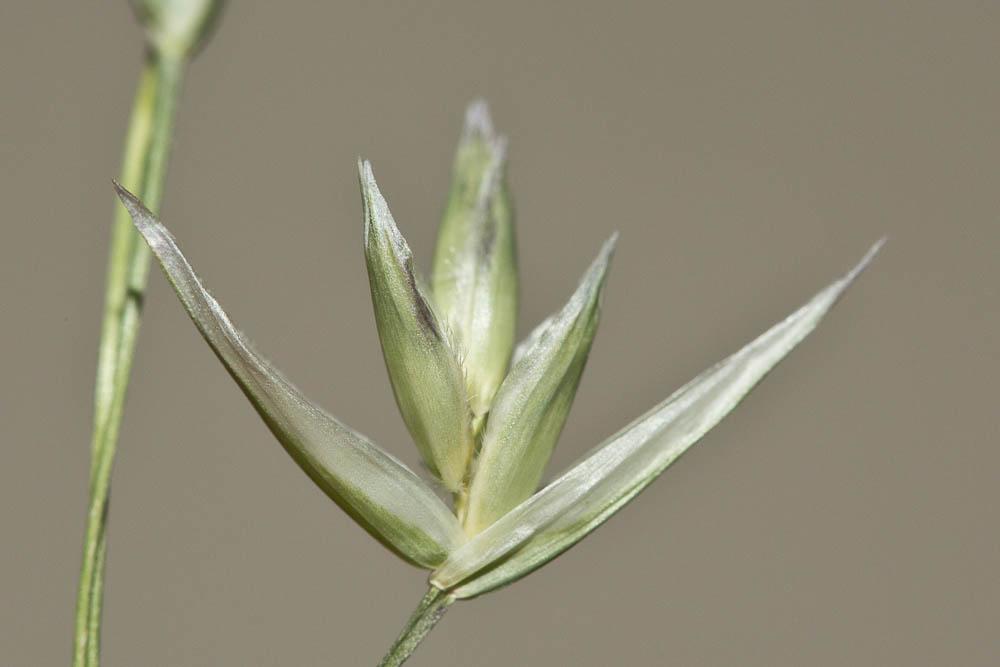 Danthonie, Sieglingie retombante Danthonia decumbens (L.) DC., 1805